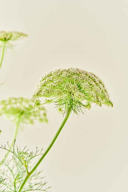 Tandstikkerurt 'Green Mist' - frø - 1-årige sommerblomster - til din skærehave her vist på billede 2 fra Frk. Grønt