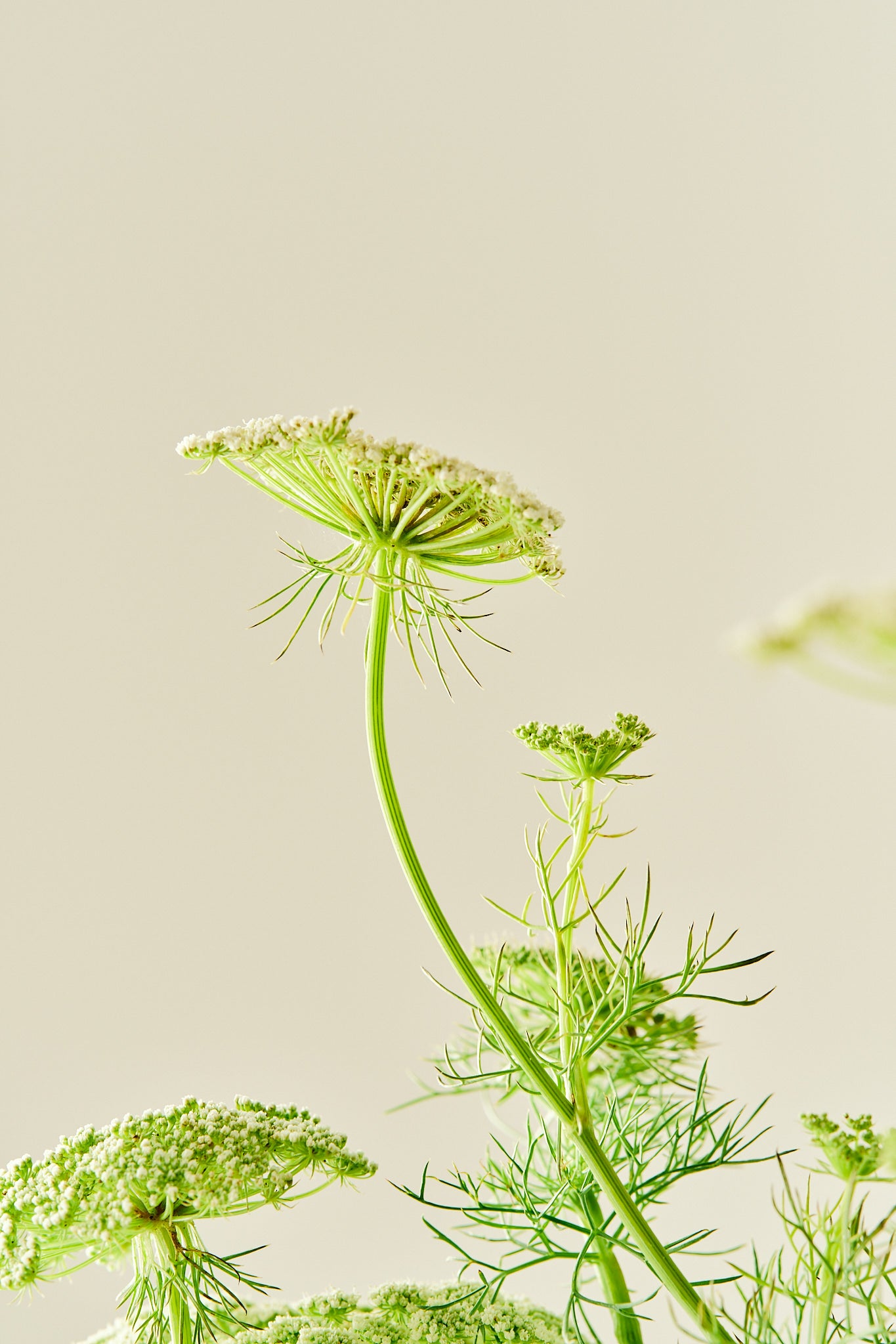 Tandstikkerurt 'Green Mist' - frø - 1-årige sommerblomster - til din skærehave her vist på billede 3 fra Frk. Grønt