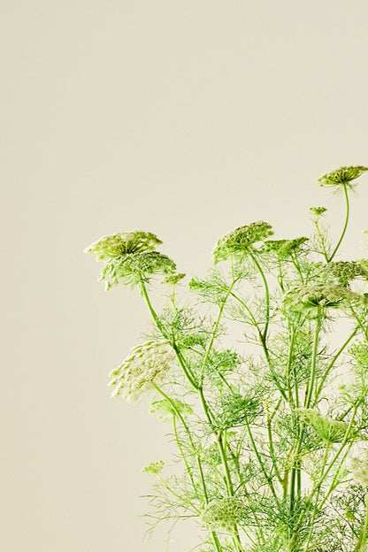 Tandstikkerurt 'Green Mist' - frø - 1-årige sommerblomster - til din skærehave her vist på billede 4 fra Frk. Grønt