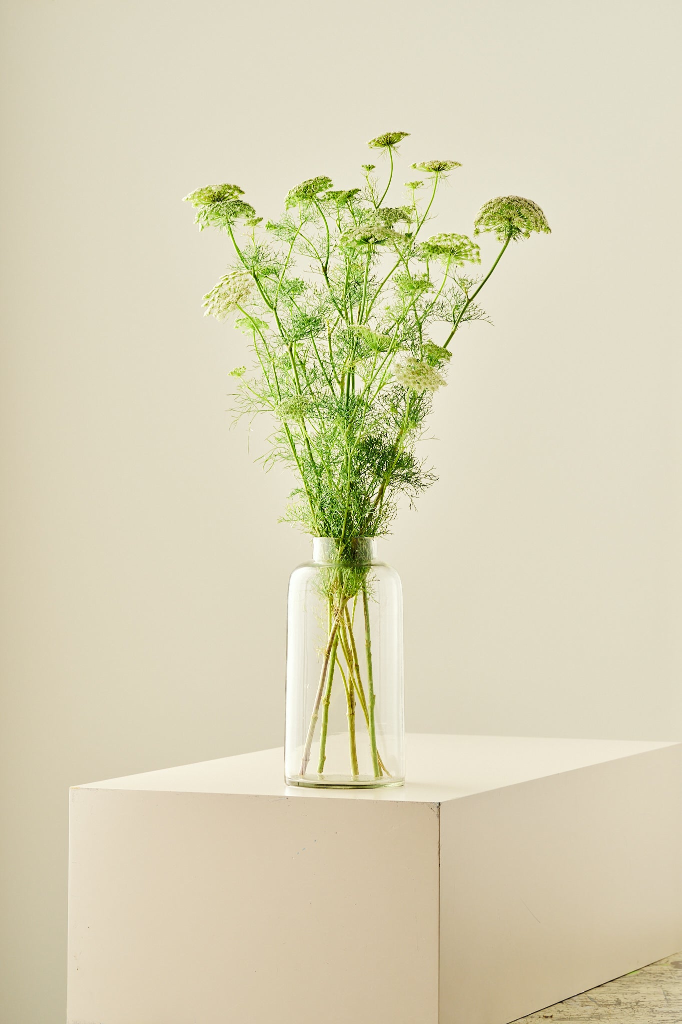 Tandstikkerurt 'Green Mist' - frø - 1-årige sommerblomster - til din skærehave her vist på billede 5 fra Frk. Grønt