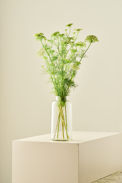 Tandstikkerurt 'Green Mist' - frø - 1-årige sommerblomster - til din skærehave her vist på billede 5 fra Frk. Grønt