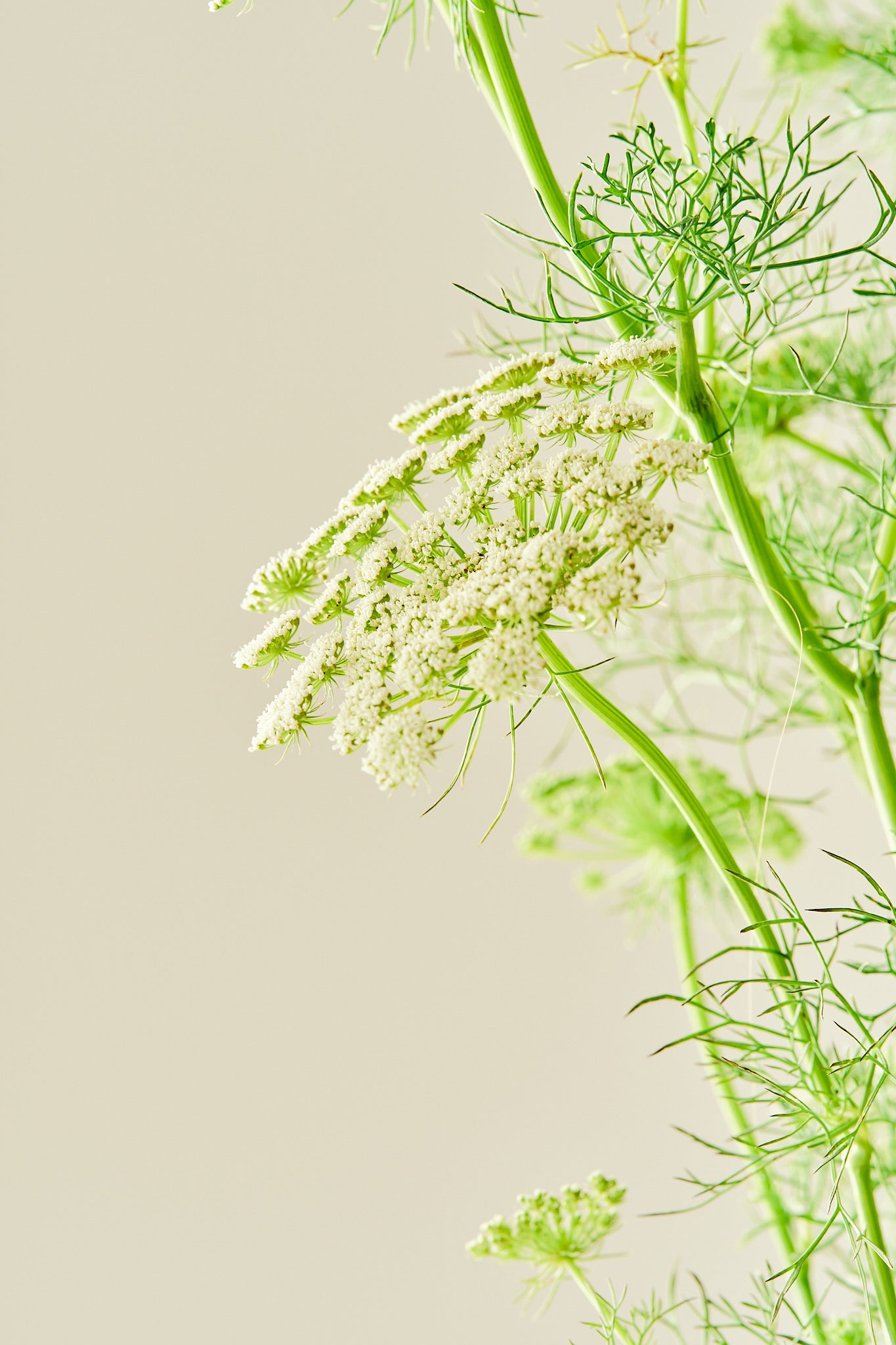 Tandstikkerurt 'Green Mist' - frø - 1-årige sommerblomster - til din skærehave her vist på billede 6 fra Frk. Grønt