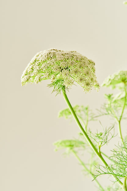 Tandstikkerurt 'Green Mist' - frø - 1-årige sommerblomster - til din skærehave her vist på billede 7 fra Frk. Grønt