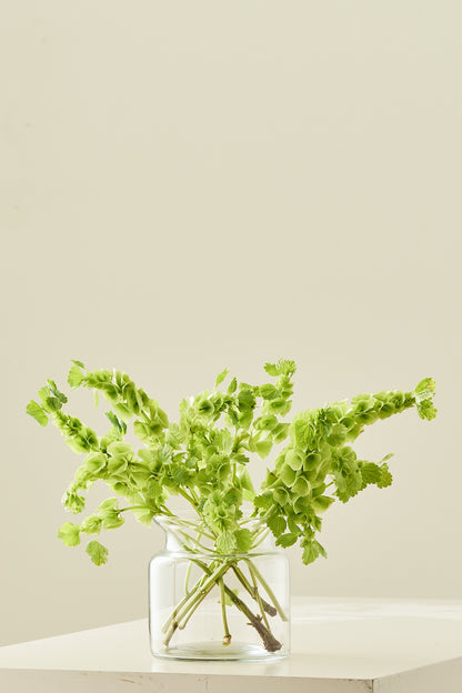 Tragtbæger / Irlandsklokke - frø - 1-årige sommerblomster - til din skærehave her vist på billede 3 fra Frk. Grønt