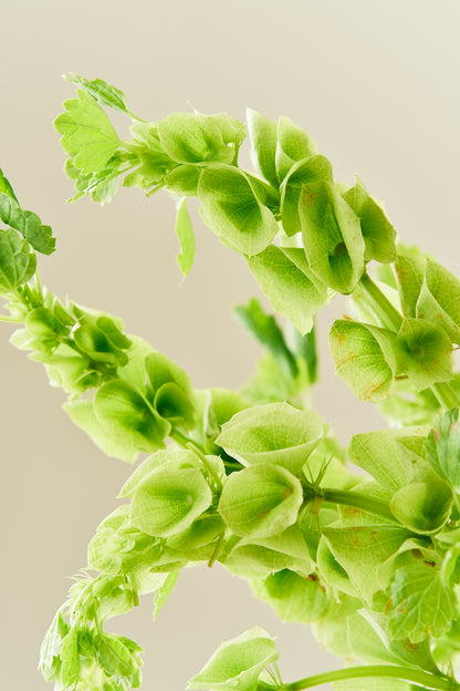 Tragtbæger / Irlandsklokke - frø - 1-årige sommerblomster - til din skærehave her vist på billede 5 fra Frk. Grønt