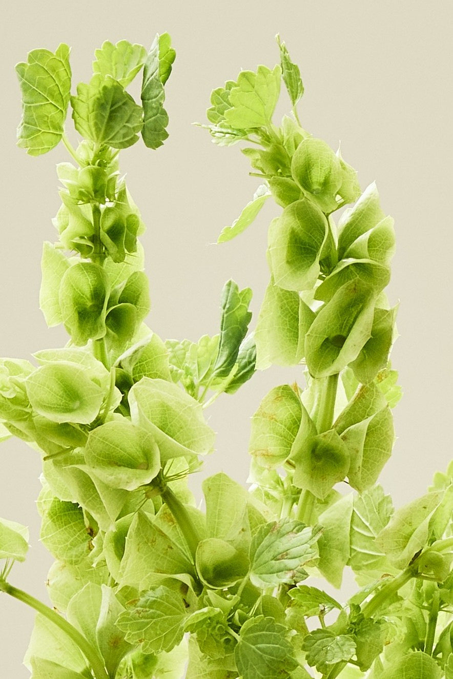 Tragtbæger / Irlandsklokke - frø - 1-årige sommerblomster - til din skærehave her vist på billede 6 fra Frk. Grønt