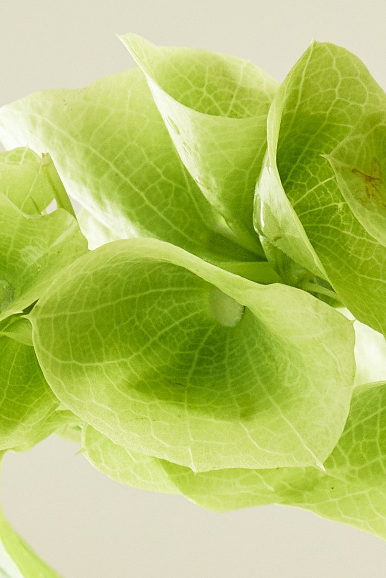 Tragtbæger / Irlandsklokke - frø - 1-årige sommerblomster - til din skærehave her vist på billede 7 fra Frk. Grønt