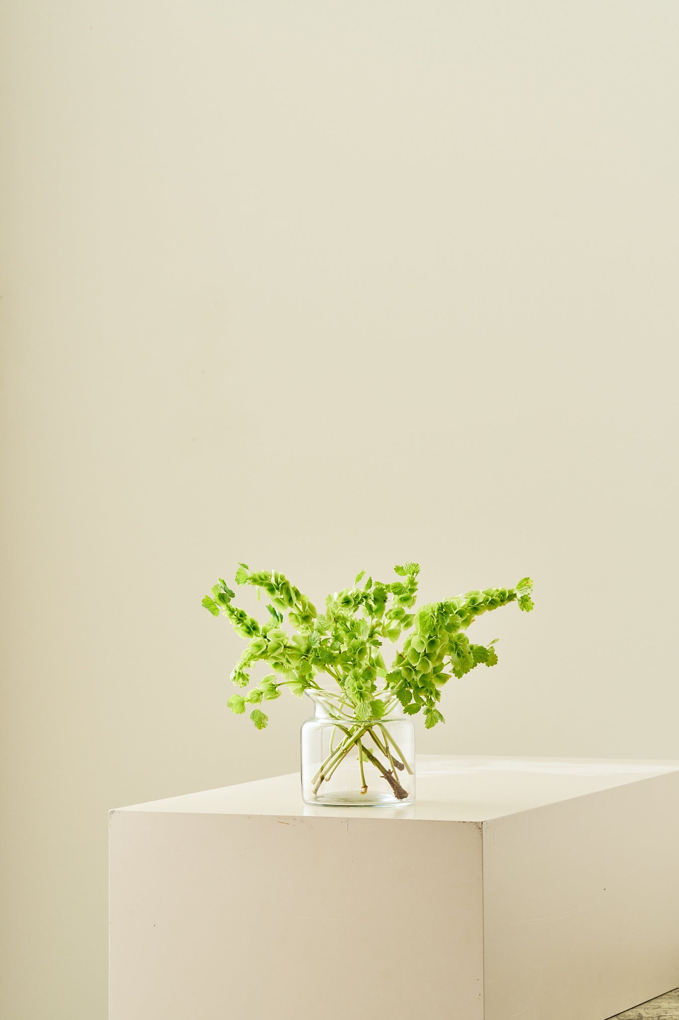 Tragtbæger / Irlandsklokke - frø - 1-årige sommerblomster - til din skærehave her vist på billede 8 fra Frk. Grønt