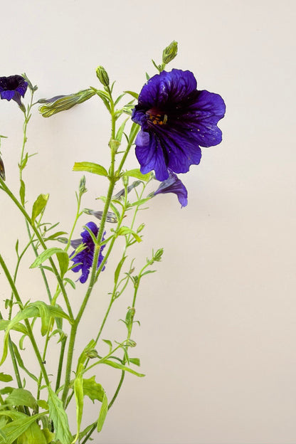 Trompettunge 'Kew Blue' - frø - 1-årige sommerblomster - til din skærehave her vist på billede 1 fra Frk. Grønt