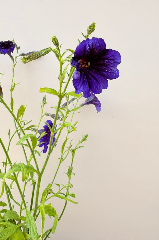 Trompettunge 'Kew Blue' - frø - 1-årige sommerblomster - til din skærehave her vist på billede 1 fra Frk. Grønt