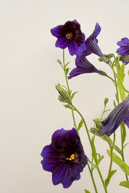 Trompettunge 'Kew Blue' - frø - 1-årige sommerblomster - til din skærehave her vist på billede 2 fra Frk. Grønt