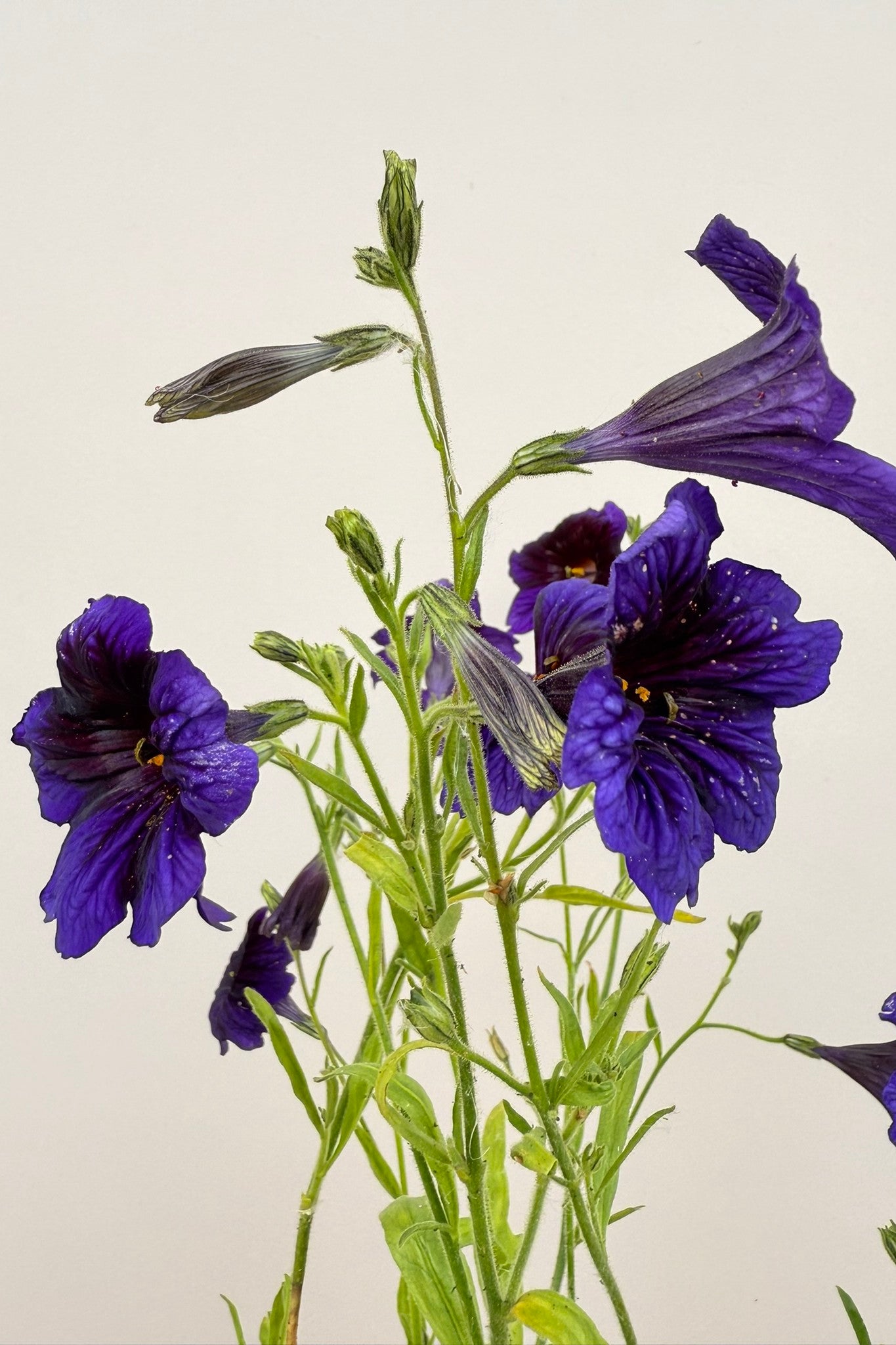 Trompettunge 'Kew Blue' - frø - 1-årige sommerblomster - til din skærehave her vist på billede 3 fra Frk. Grønt