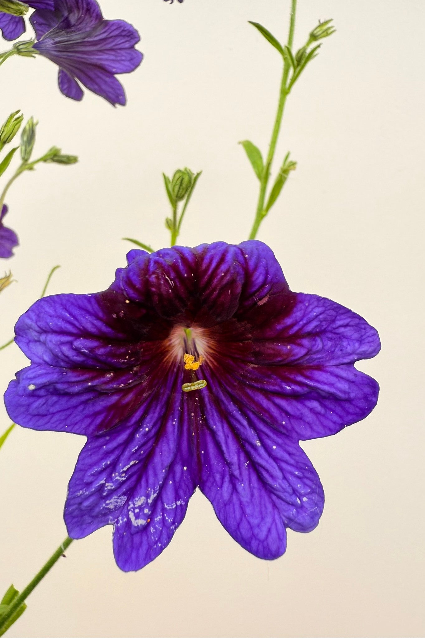 Trompettunge 'Kew Blue' - frø - 1-årige sommerblomster - til din skærehave her vist på billede 4 fra Frk. Grønt