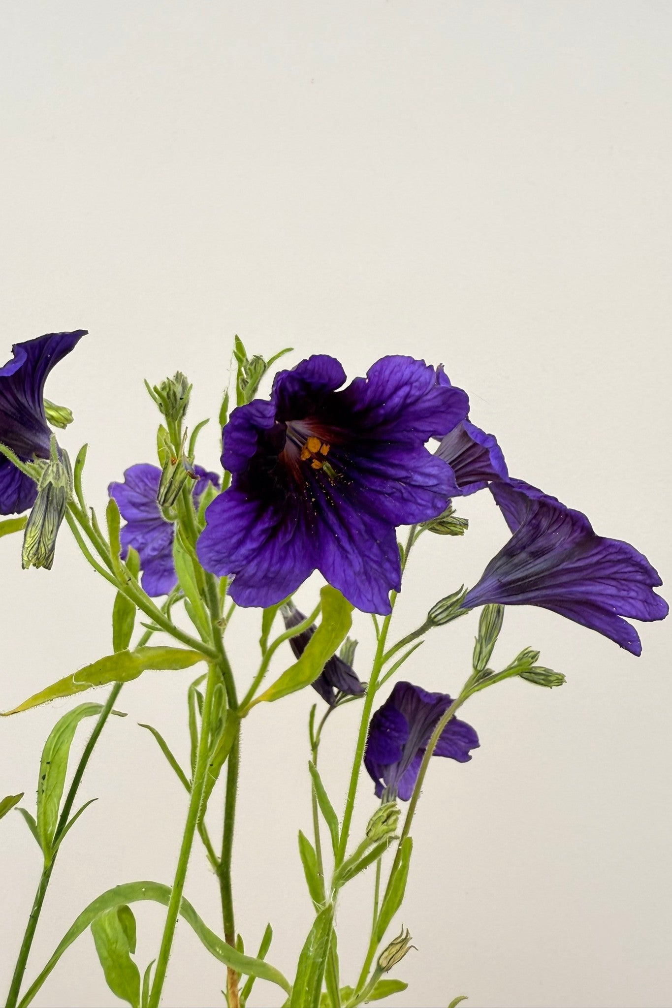 Trompettunge 'Kew Blue' - frø - 1-årige sommerblomster - til din skærehave her vist på billede 5 fra Frk. Grønt