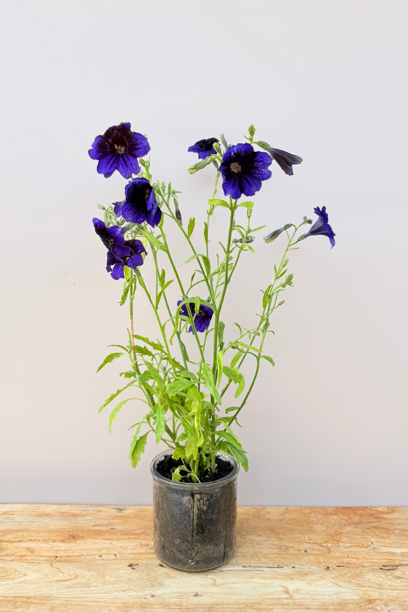 Trompettunge 'Kew Blue' - frø - 1-årige sommerblomster - til din skærehave her vist på billede 6 fra Frk. Grønt