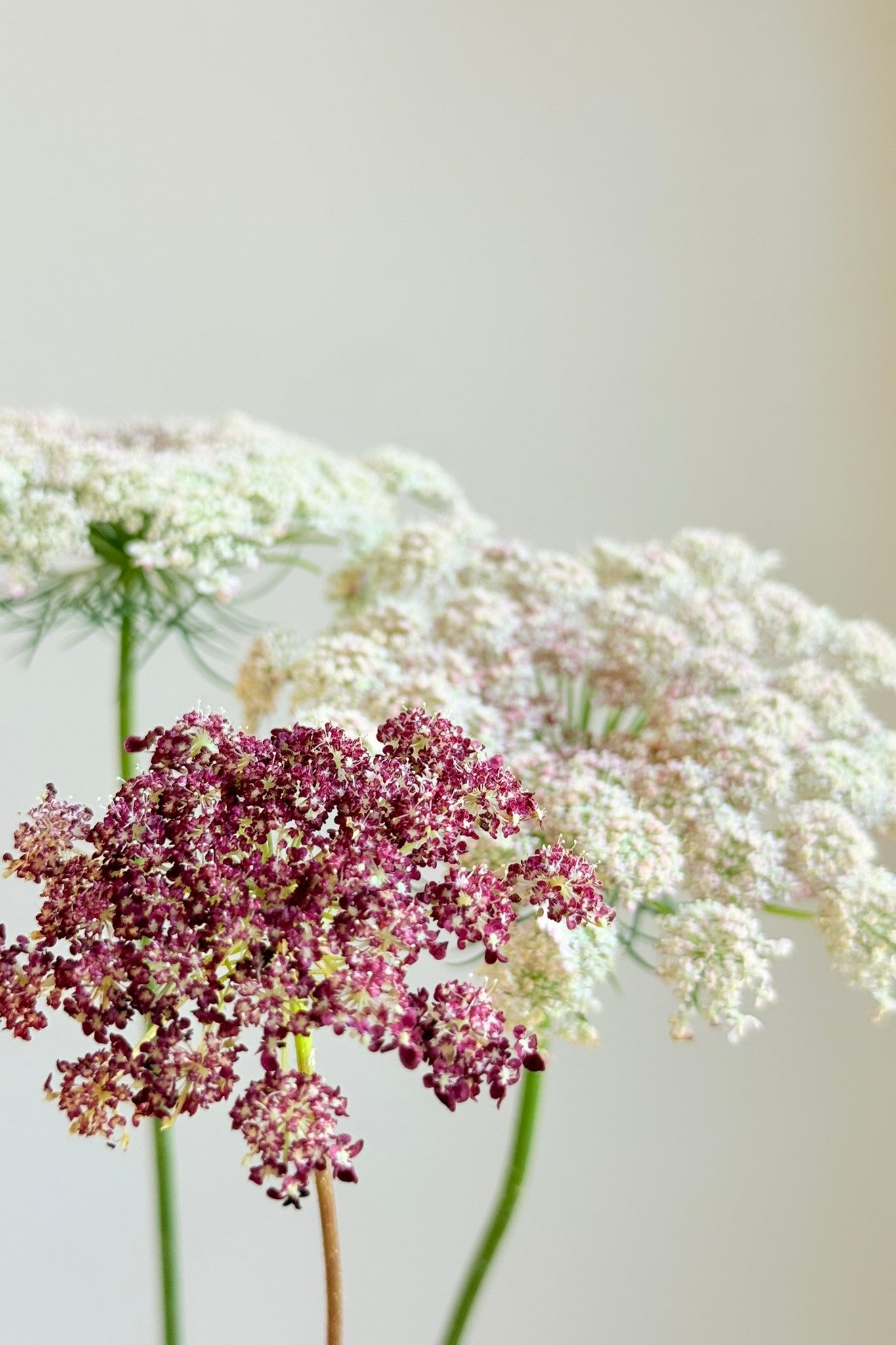Vild gulerod 'Purple Kisses' - frø - 1-årige sommerblomster - til din skærehave her vist på billede 1 fra Frk. Grønt