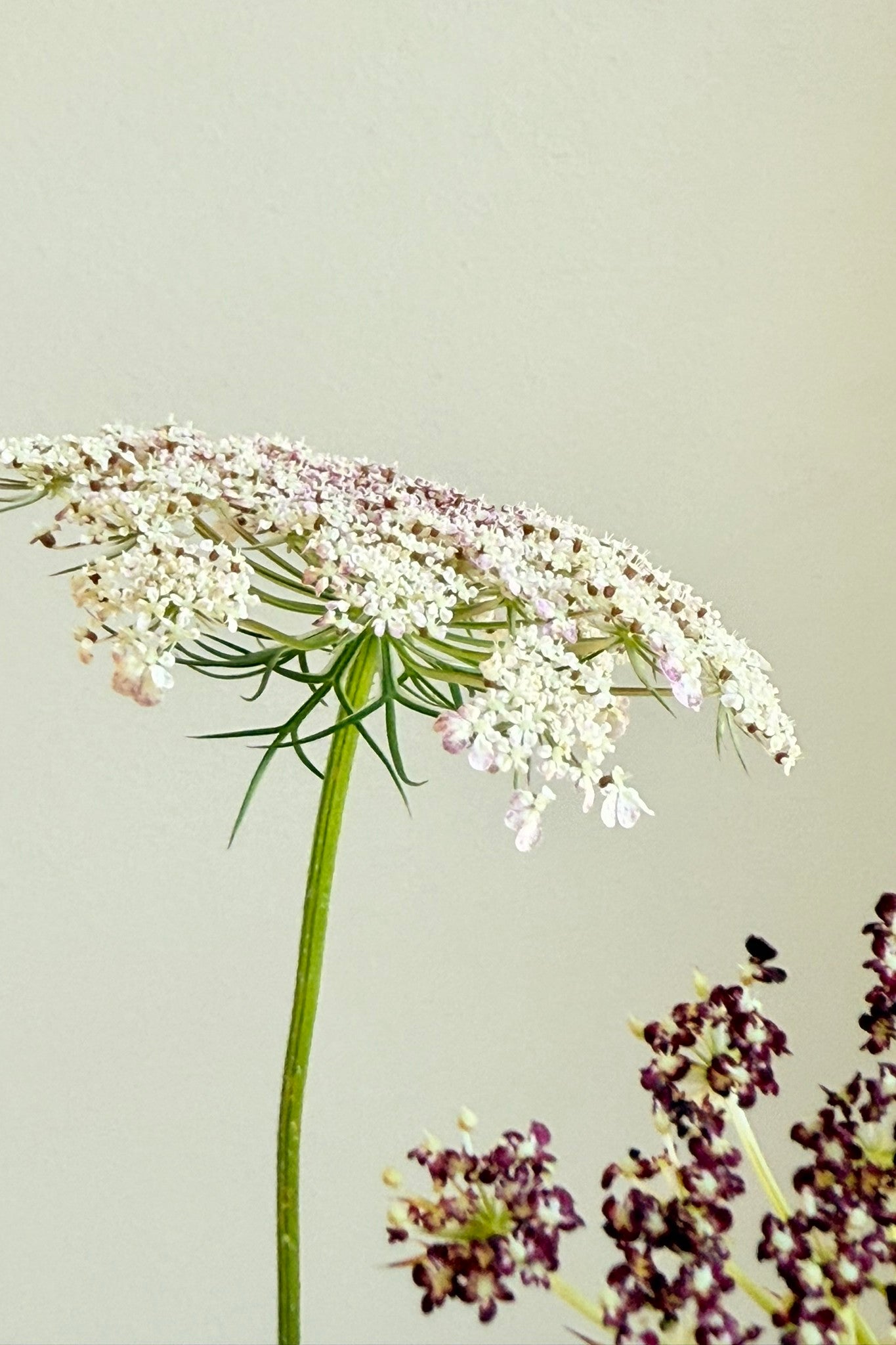 Vild gulerod 'Purple Kisses' - frø - 1-årige sommerblomster - til din skærehave her vist på billede 2 fra Frk. Grønt