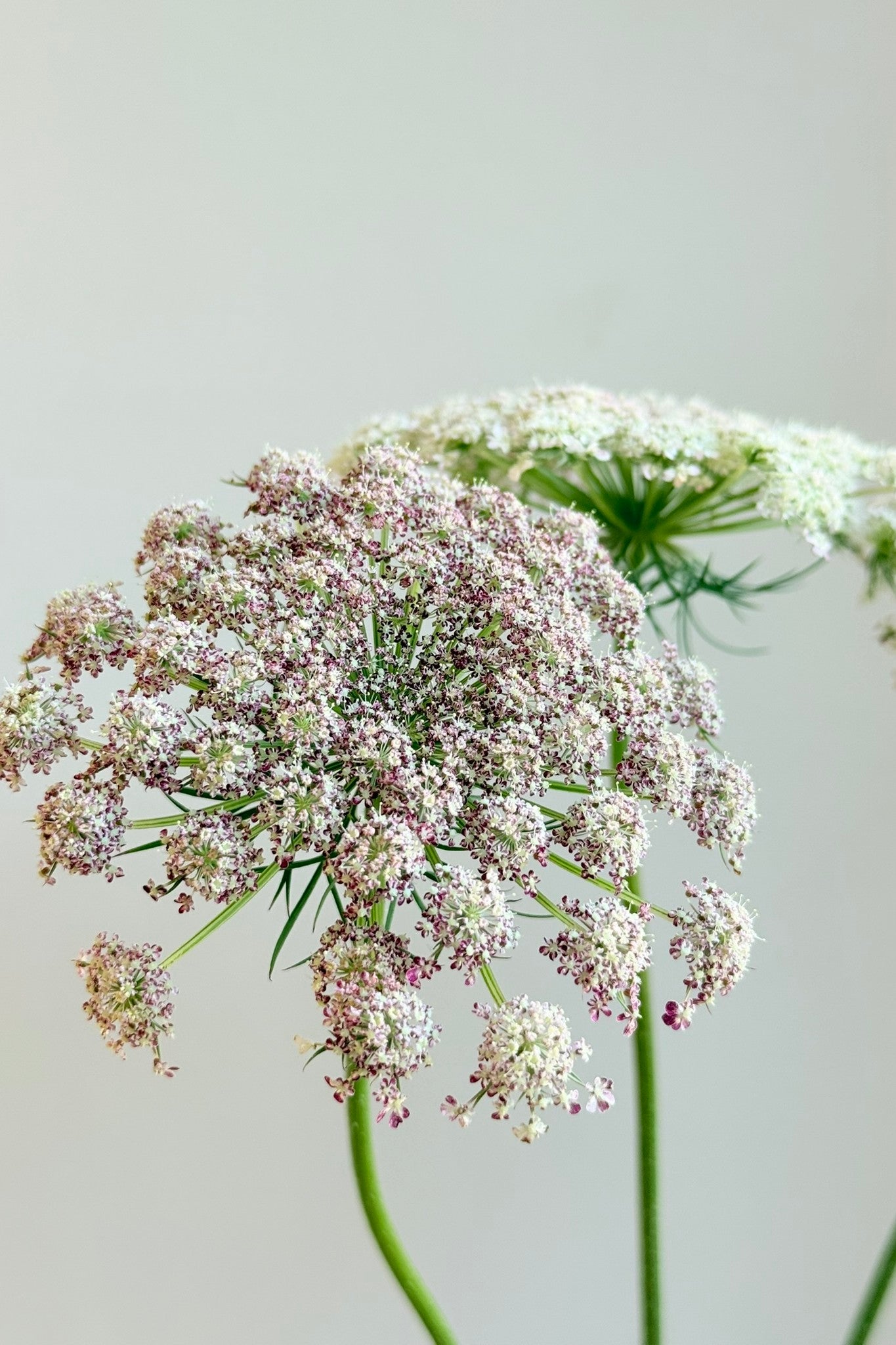 Vild gulerod 'Purple Kisses' - frø - 1-årige sommerblomster - til din skærehave her vist på billede 3 fra Frk. Grønt