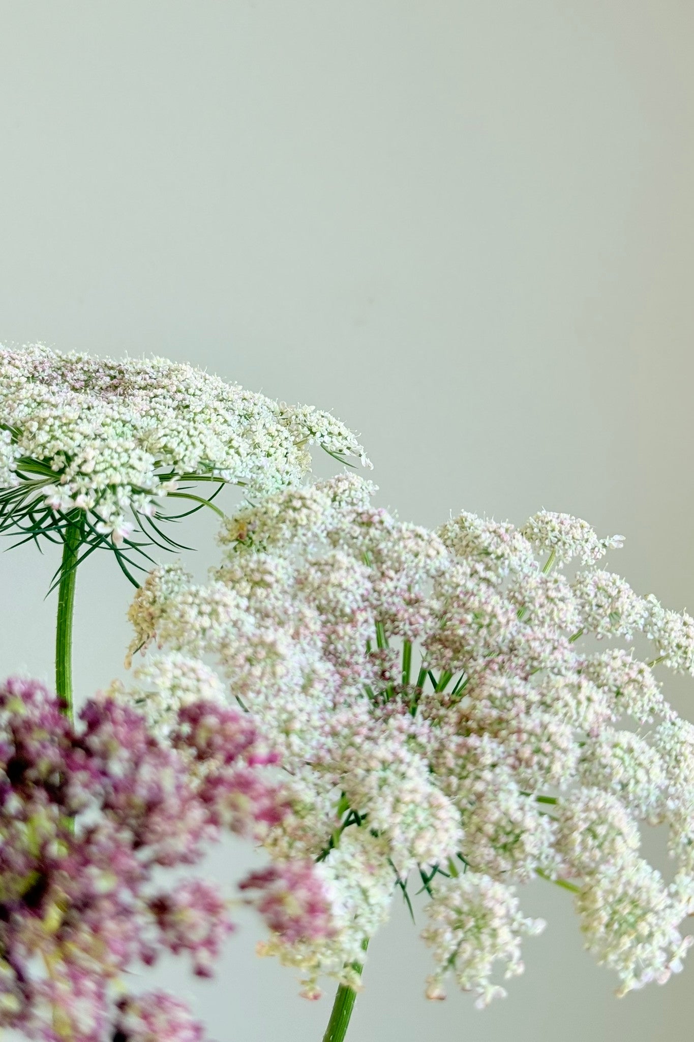 Vild gulerod 'Purple Kisses' - frø - 1-årige sommerblomster - til din skærehave her vist på billede 4 fra Frk. Grønt