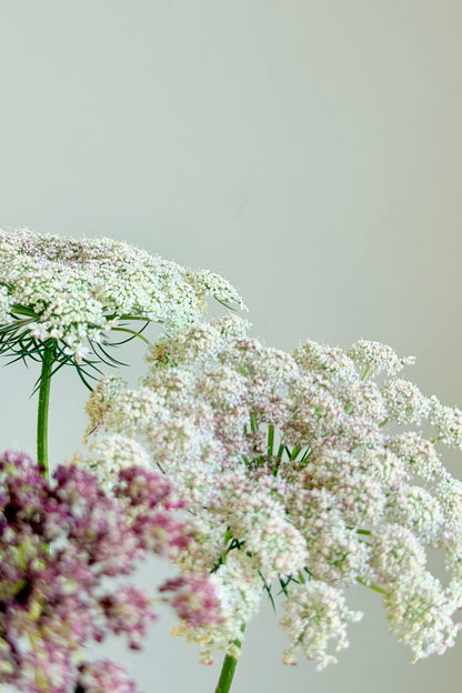 Vild gulerod 'Purple Kisses' - frø - 1-årige sommerblomster - til din skærehave her vist på billede 4 fra Frk. Grønt