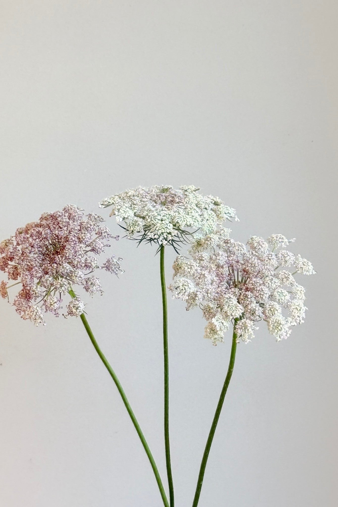 Vild gulerod 'Purple Kisses' - frø - 1-årige sommerblomster - til din skærehave her vist på billede 5 fra Frk. Grønt