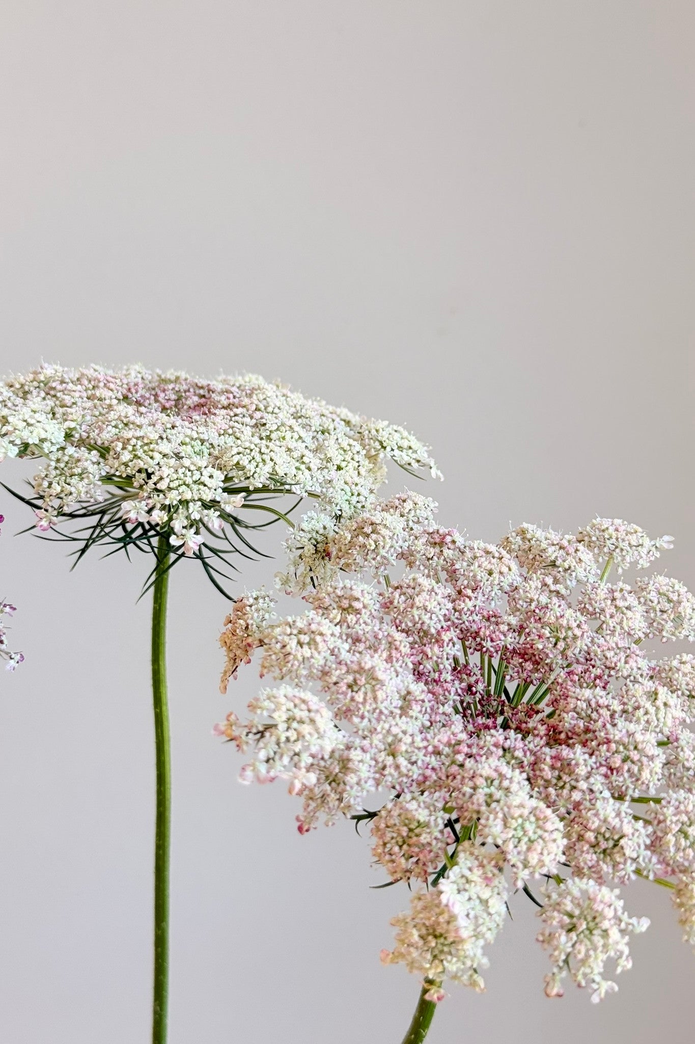 Vild gulerod 'Purple Kisses' - frø - 1-årige sommerblomster - til din skærehave her vist på billede 6 fra Frk. Grønt