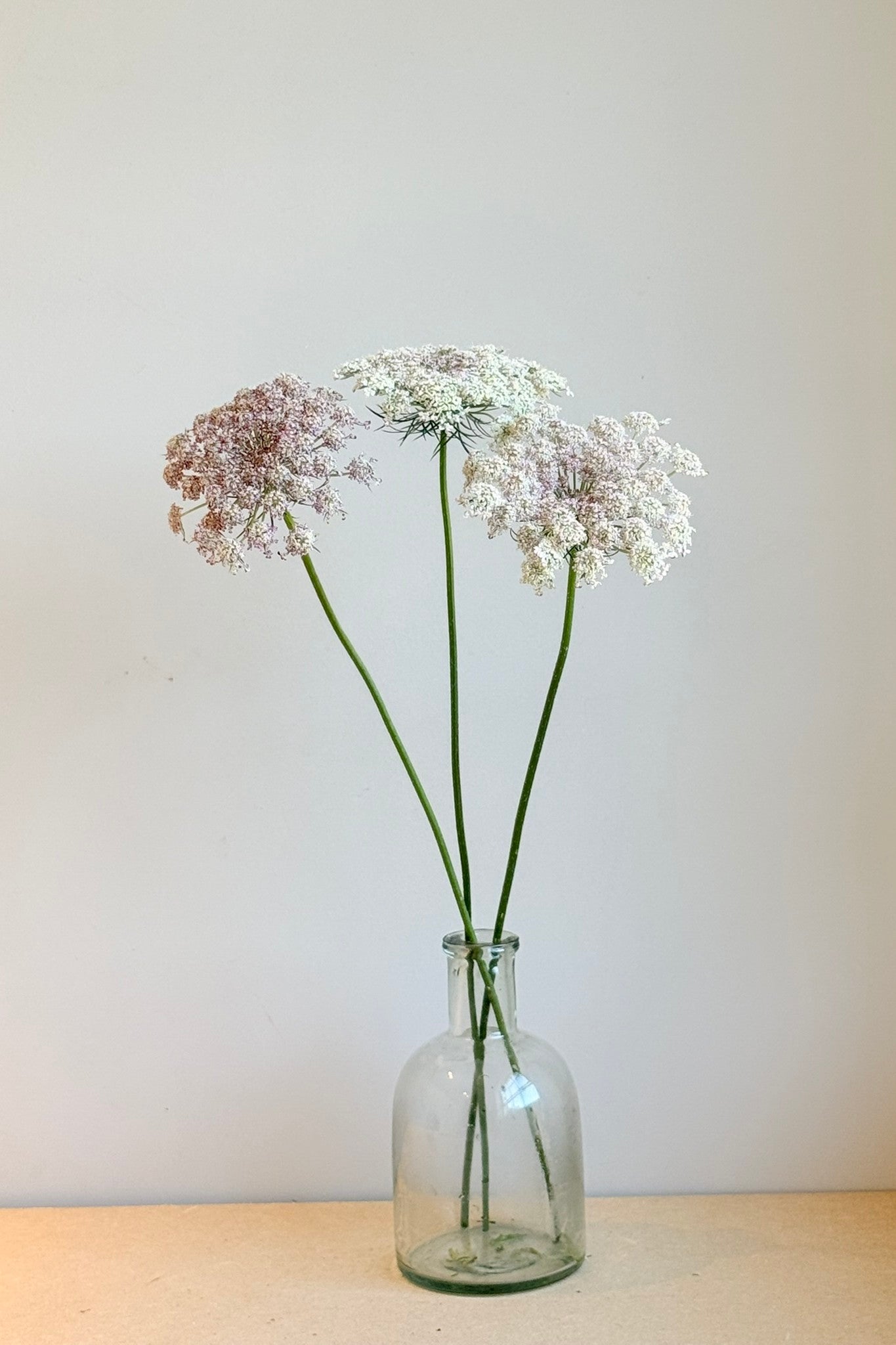 Vild gulerod 'Purple Kisses' - frø - 1-årige sommerblomster - til din skærehave her vist på billede 7 fra Frk. Grønt