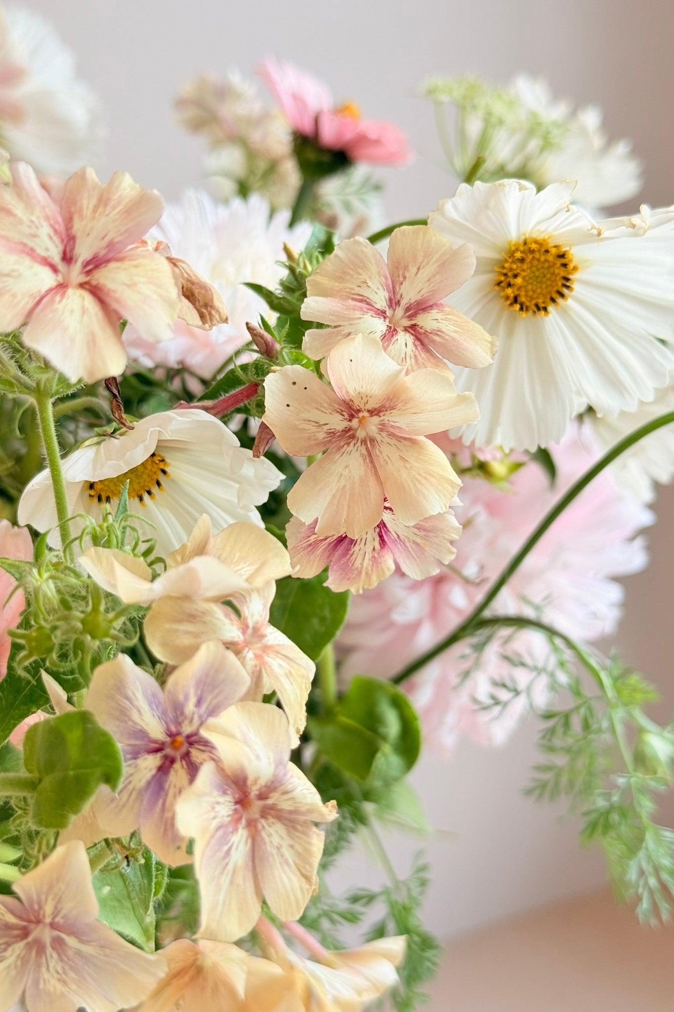 White Rosie Blush - Buketforslag - til din skærehave her vist på billede 3 fra Frk. Grønt