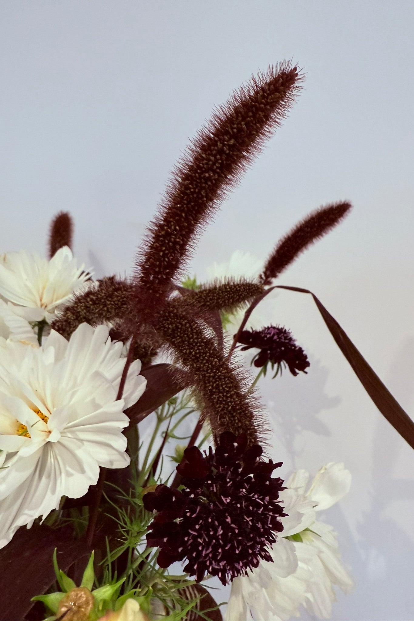 Wilderness - Buketforslag - til din skærehave her vist på billede 5 fra Frk. Grønt