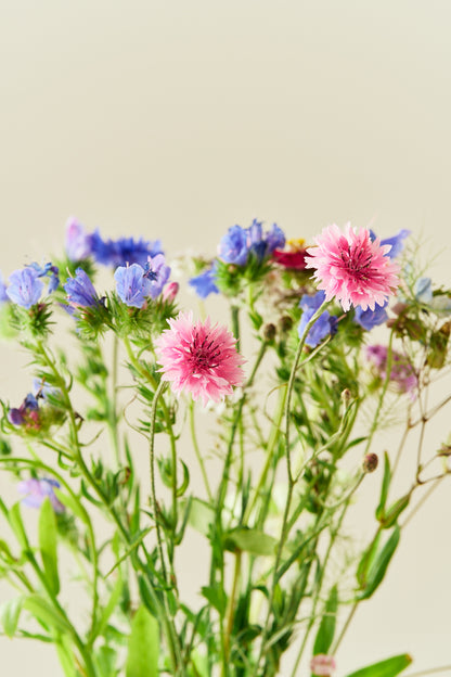 Wildflower Hummingbird Mixture - 1-årige sommerblomster - til din skærehave her vist på billede 1 fra Frk. Grønt