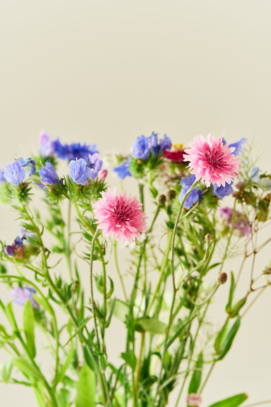 Wildflower Hummingbird Mixture - 1-årige sommerblomster - til din skærehave her vist på billede 1 fra Frk. Grønt