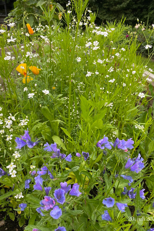 Wildflower Hummingbird Mixture - 1-årige sommerblomster - til din skærehave her vist på billede 2 fra Frk. Grønt