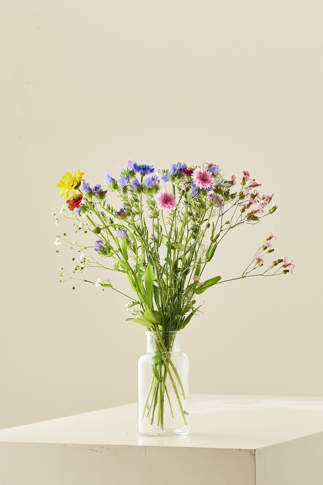 Wildflower Hummingbird Mixture - 1-årige sommerblomster - til din skærehave her vist på billede 3 fra Frk. Grønt