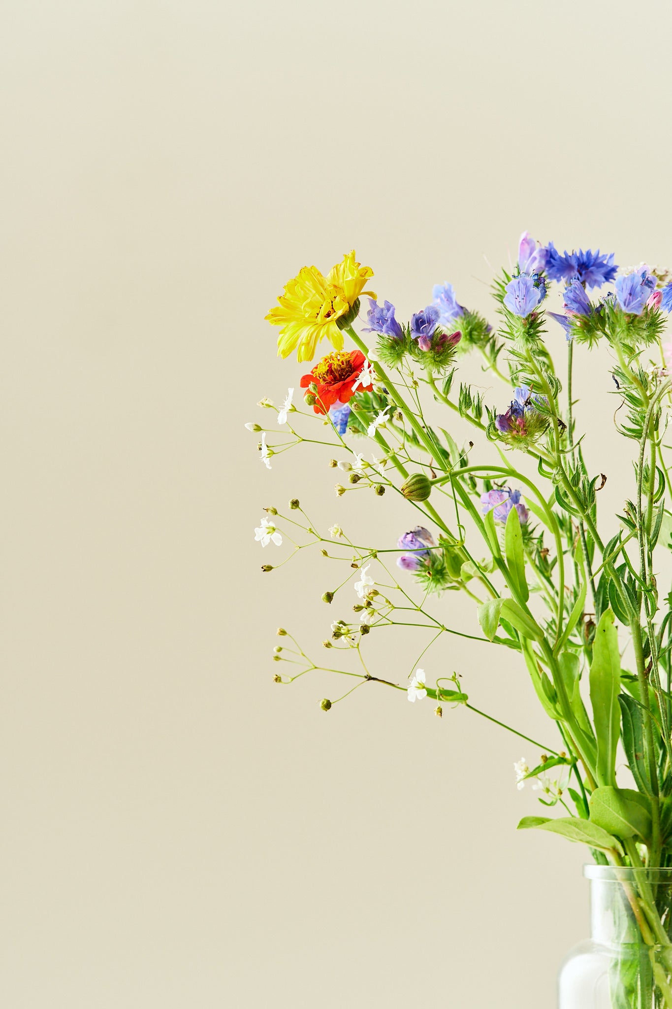 Wildflower Hummingbird Mixture - 1-årige sommerblomster - til din skærehave her vist på billede 4 fra Frk. Grønt