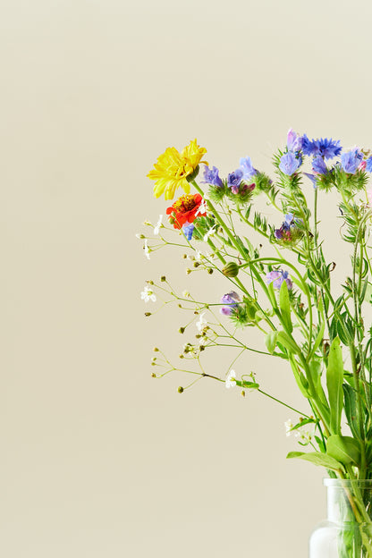 Wildflower Hummingbird Mixture - 1-årige sommerblomster - til din skærehave her vist på billede 4 fra Frk. Grønt