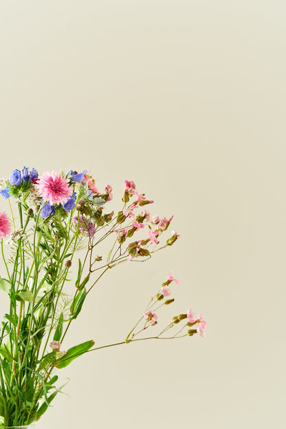 Wildflower Hummingbird Mixture - 1-årige sommerblomster - til din skærehave her vist på billede 5 fra Frk. Grønt