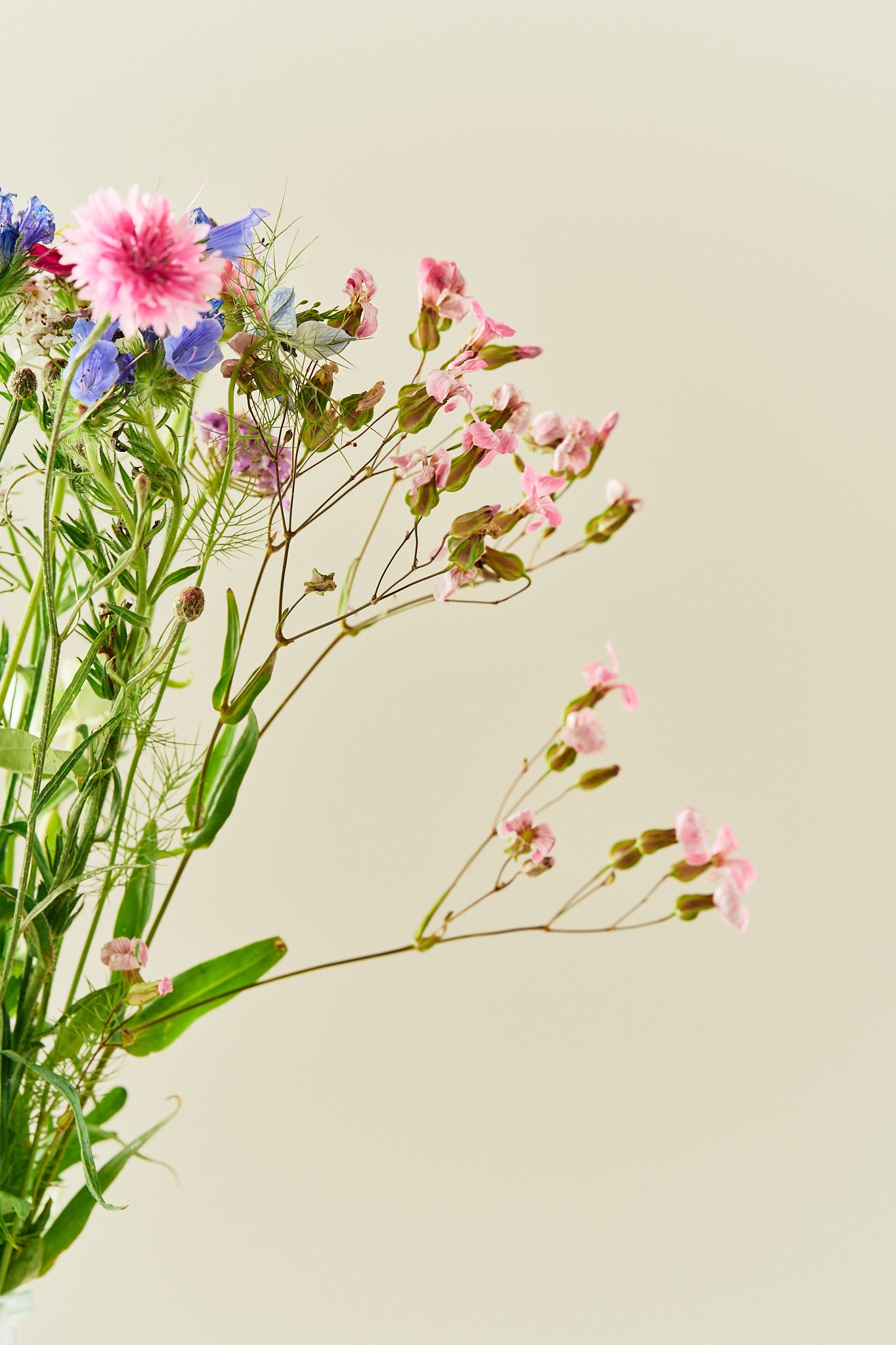 Wildflower Hummingbird Mixture - 1-årige sommerblomster - til din skærehave her vist på billede 6 fra Frk. Grønt