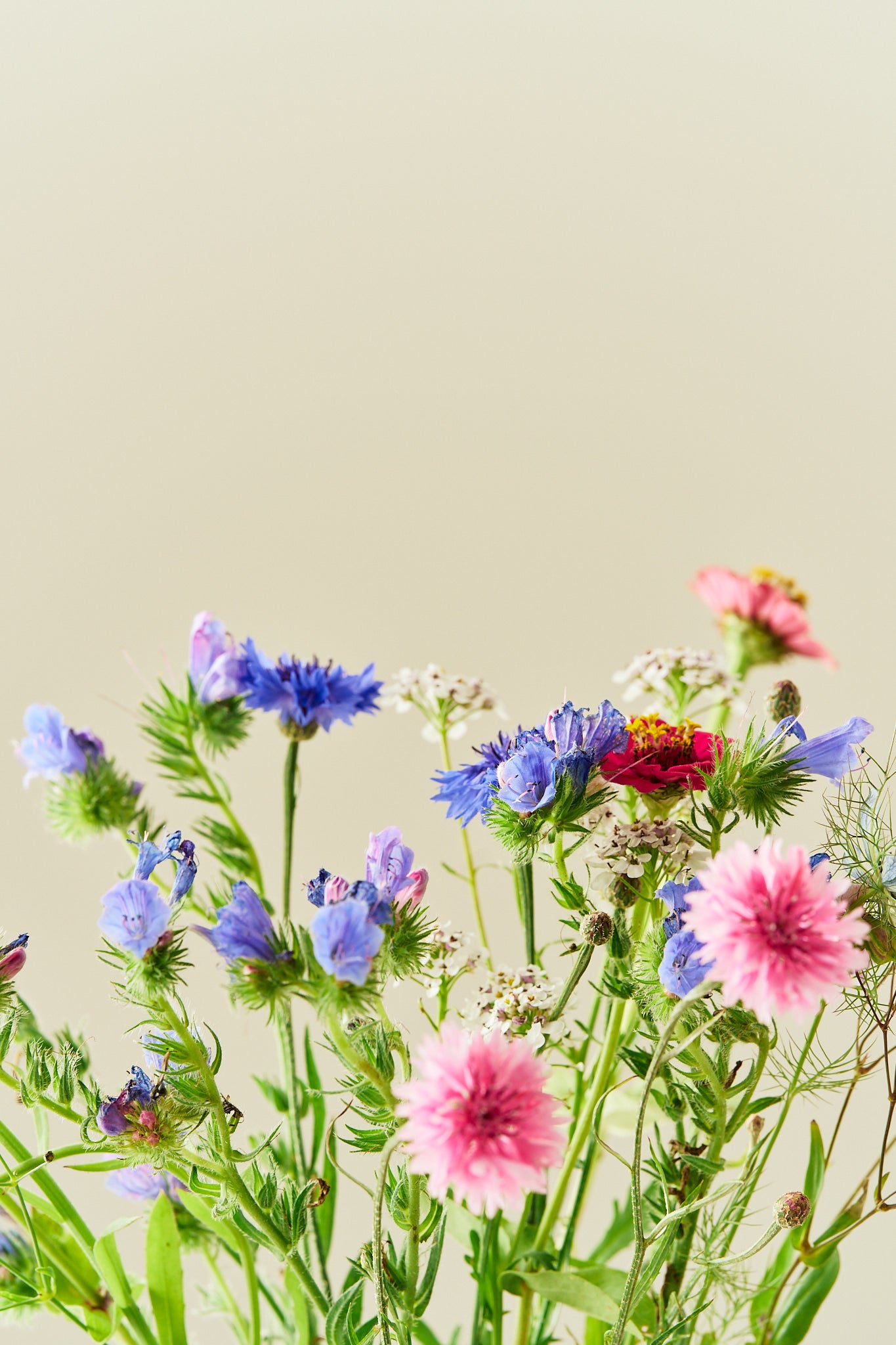 Wildflower Hummingbird Mixture - 1-årige sommerblomster - til din skærehave her vist på billede 7 fra Frk. Grønt