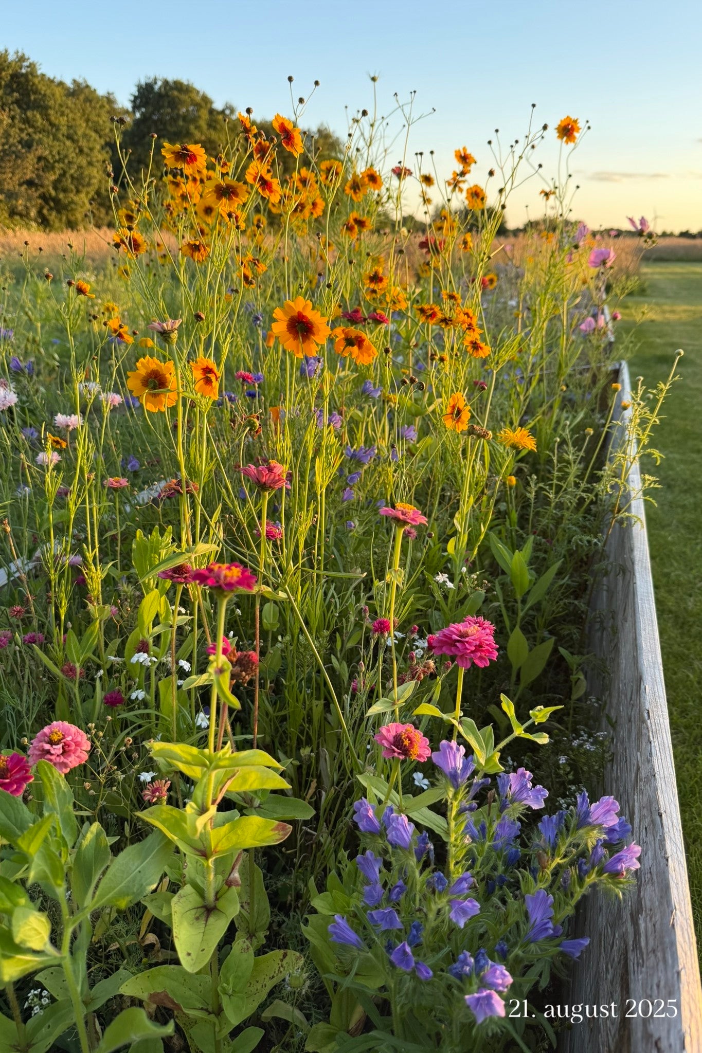 Wildflower Hummingbird Mixture - 1-årige sommerblomster - til din skærehave her vist på billede 8 fra Frk. Grønt