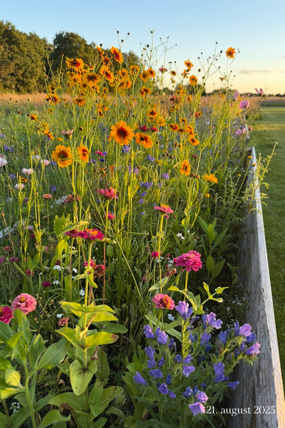 Wildflower Hummingbird Mixture - 1-årige sommerblomster - til din skærehave her vist på billede 8 fra Frk. Grønt