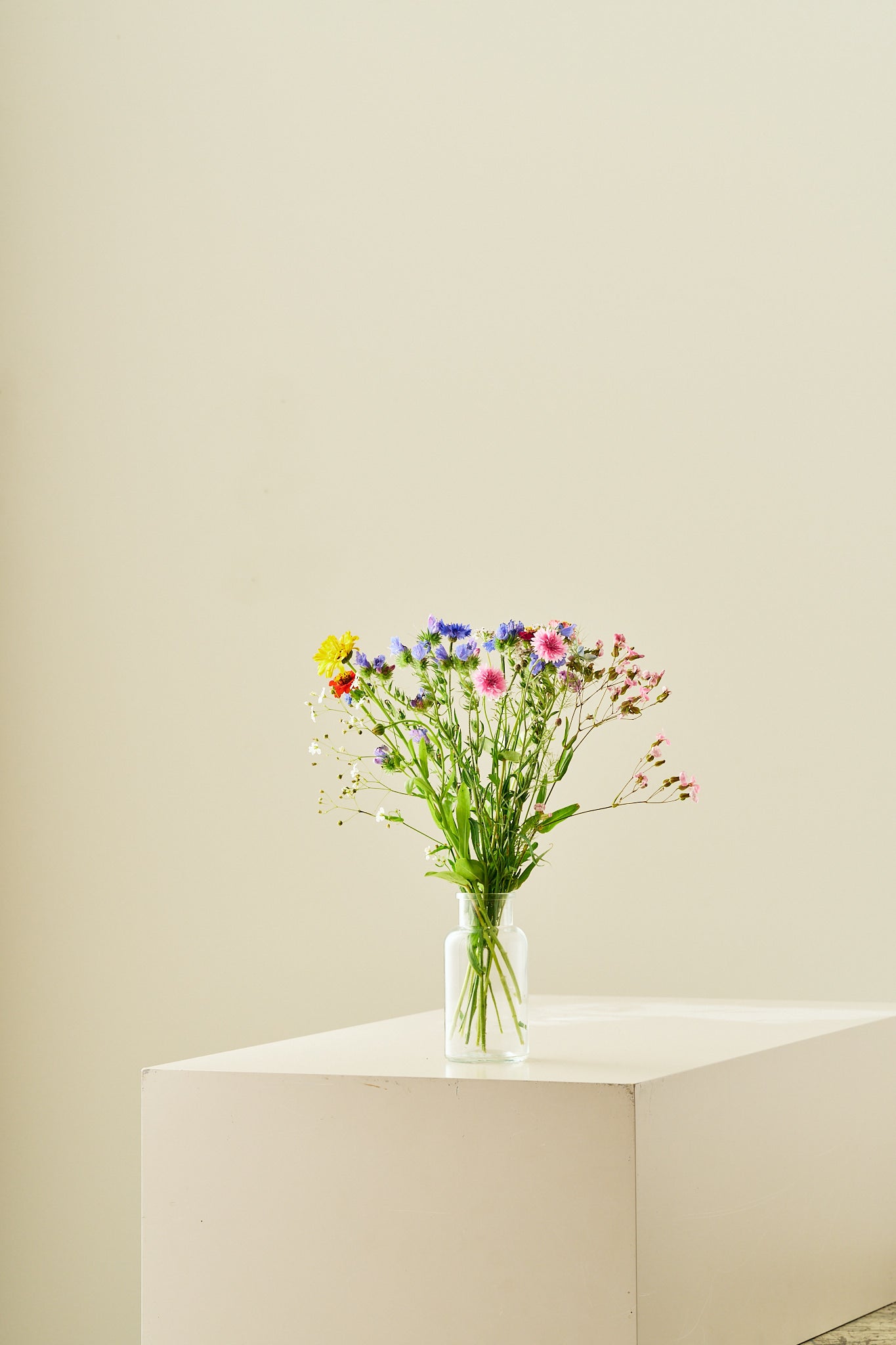 Wildflower Hummingbird Mixture - 1-årige sommerblomster - til din skærehave her vist på billede 9 fra Frk. Grønt