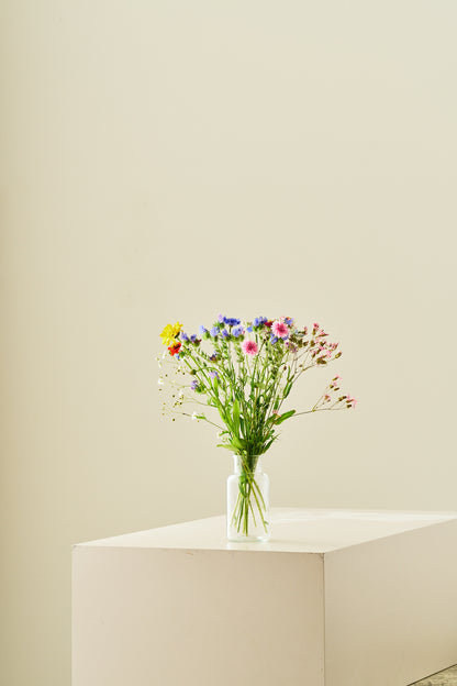Wildflower Hummingbird Mixture - 1-årige sommerblomster - til din skærehave her vist på billede 9 fra Frk. Grønt