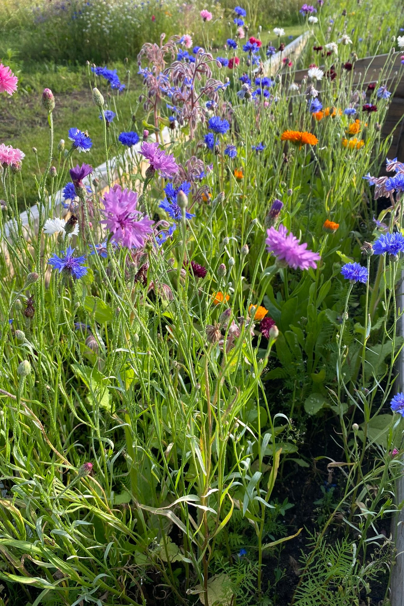 Wildflower - blomsterblanding af spiselige blomster - 1-årige sommerblomster - til din skærehave her vist på billede 8 fra Frk. Grønt