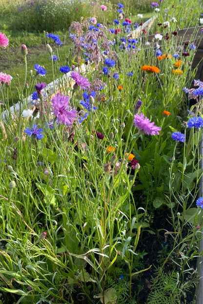 Wildflower - blomsterblanding af spiselige blomster - 1-årige sommerblomster - til din skærehave her vist på billede 8 fra Frk. Grønt