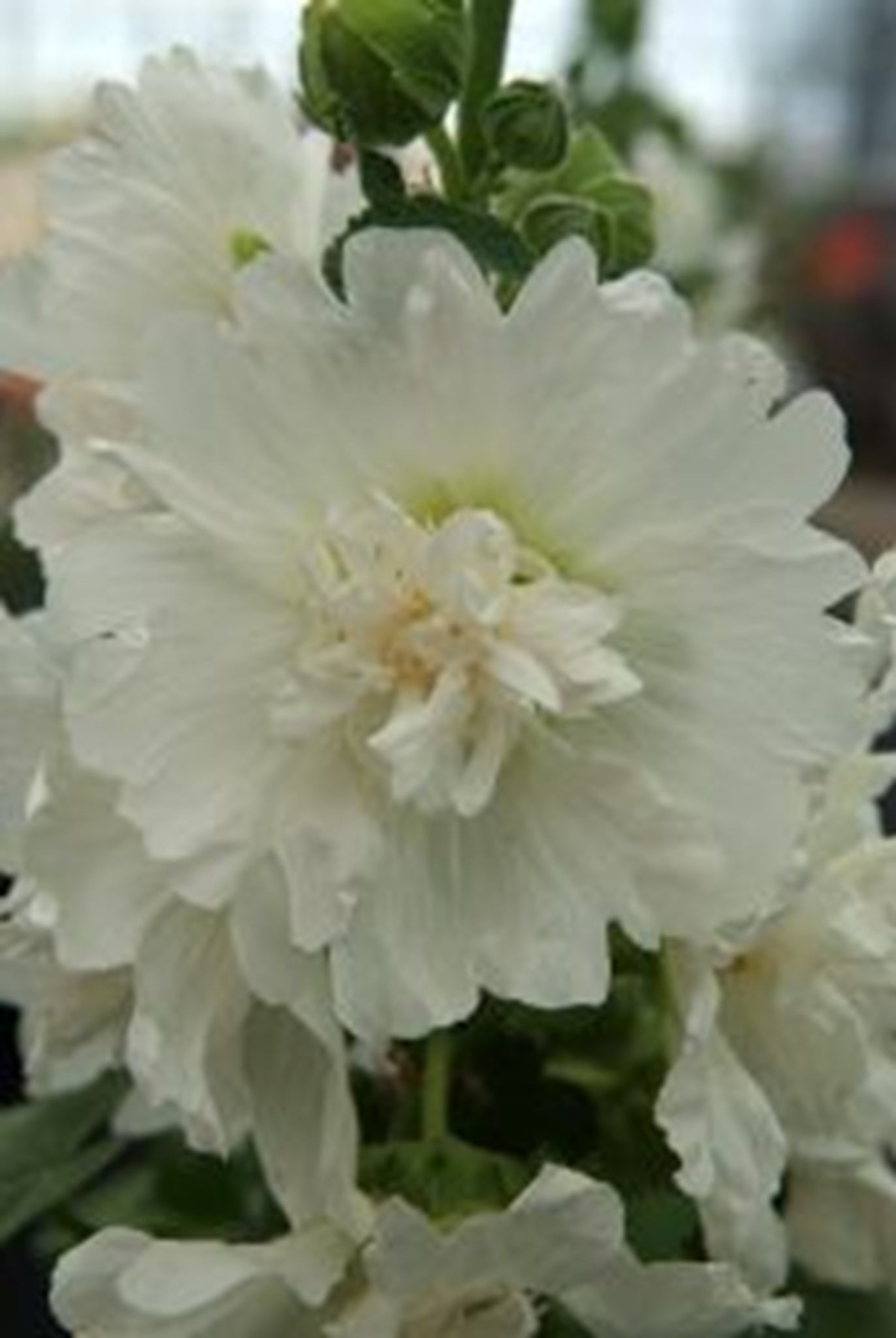 Stokrose 'Spring Celebrities White'