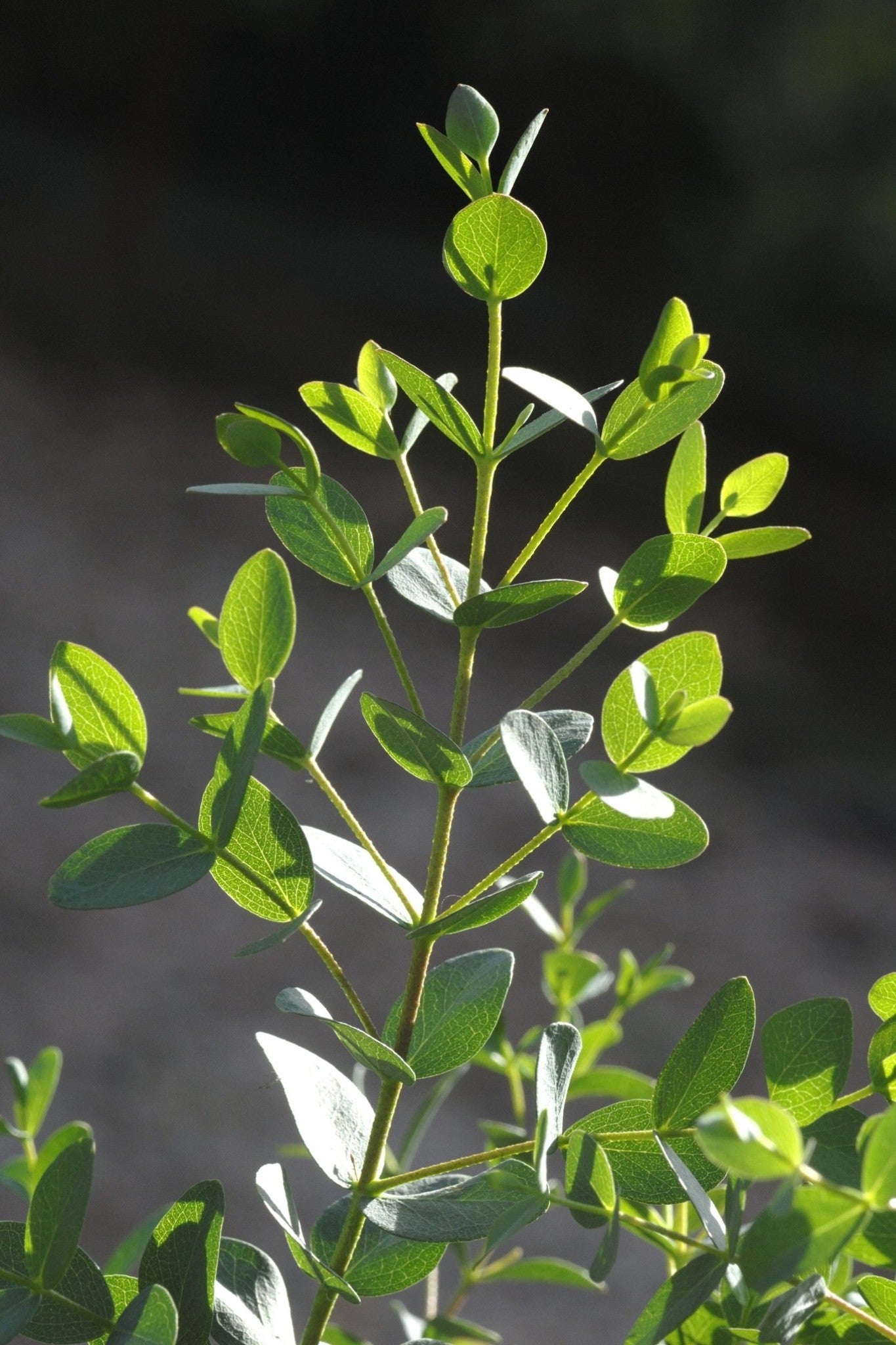 Eukalyptus 'Boxwood'