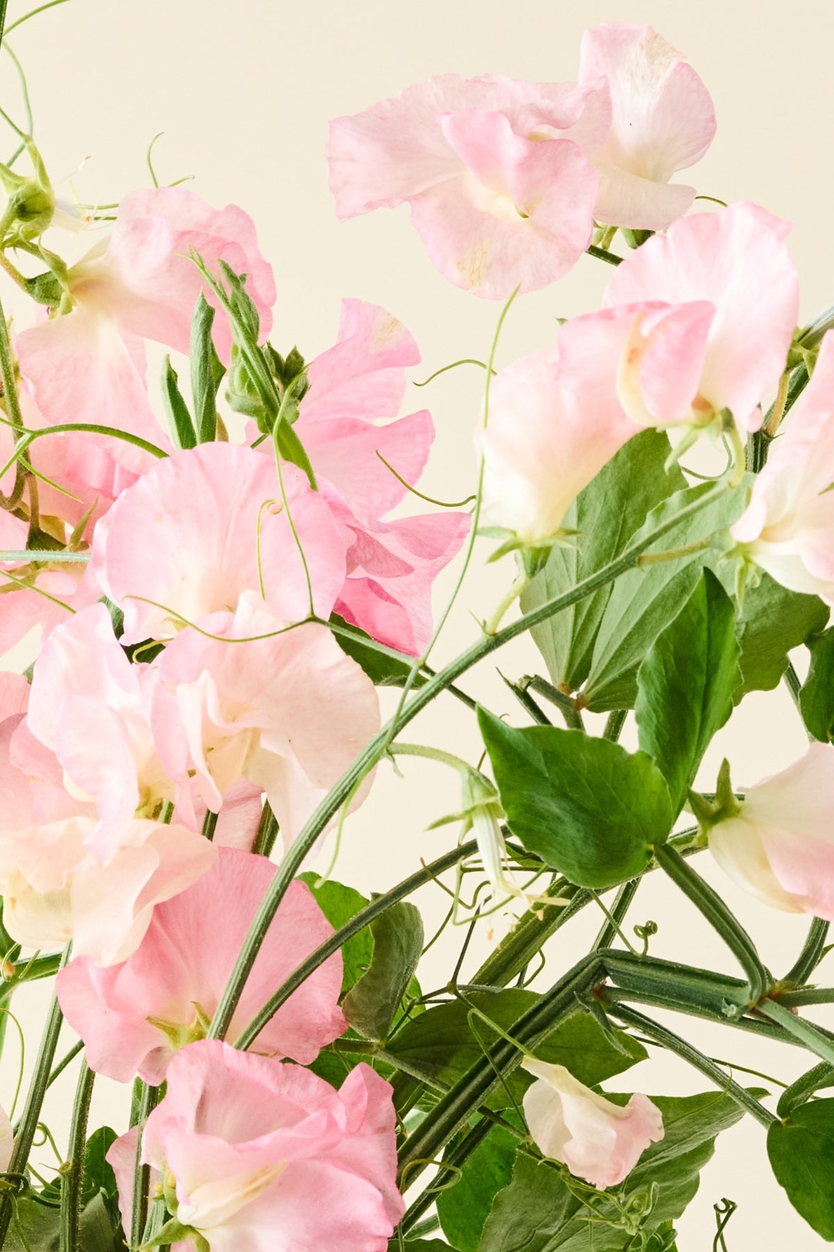 Ærteblomst 'Spring Sunshine Peach' - frø