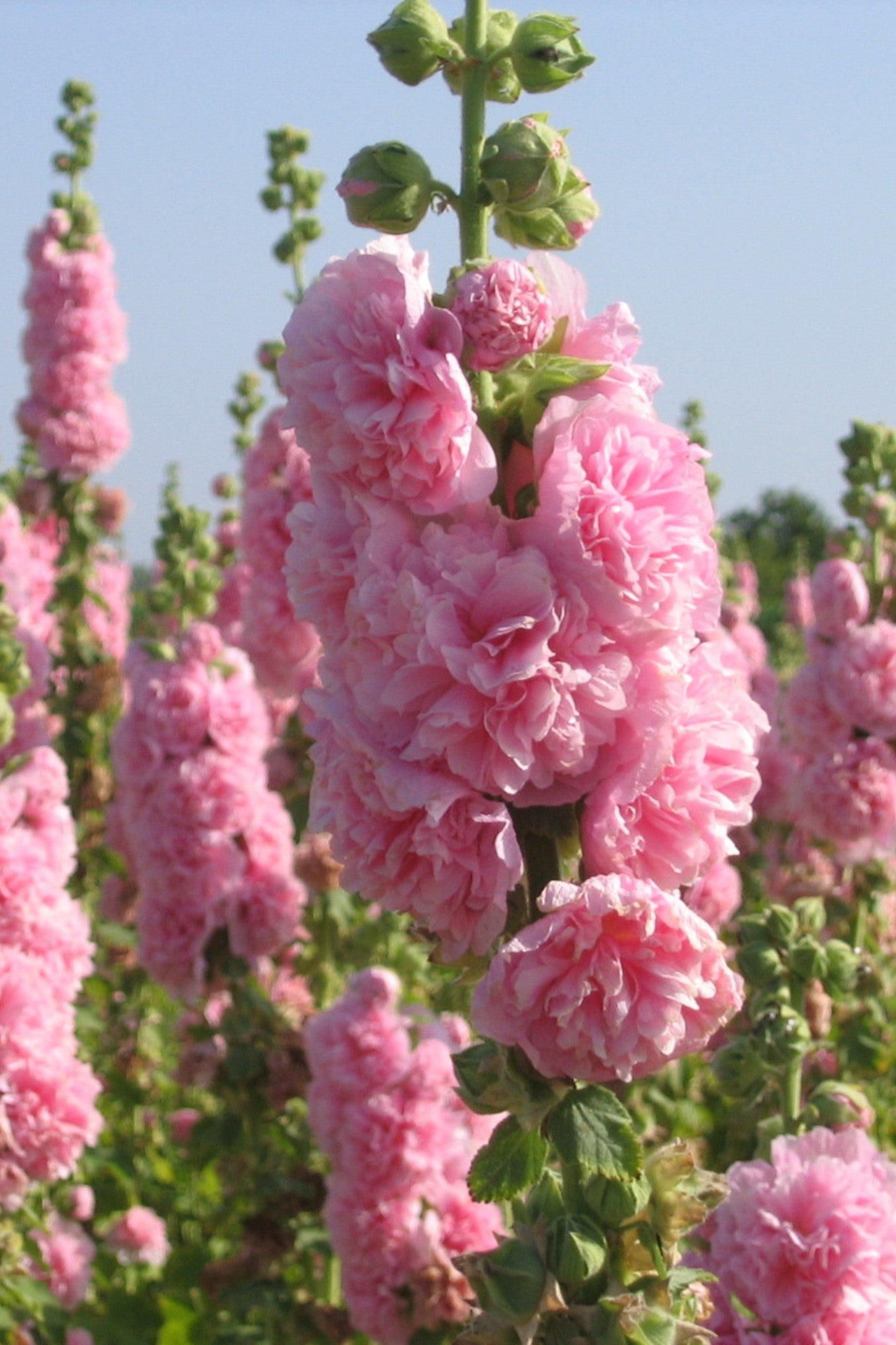 Stokrose 'Chater’s Rose' - frø - 2-årige sommerblomster - til din skærehave her vist på billede 1 fra Frk. Grønt