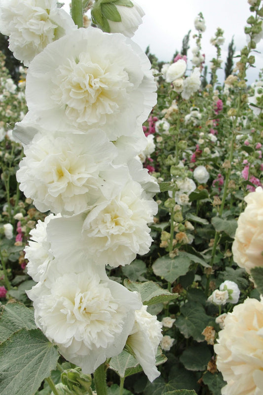 Stokrose 'Chater’s White' - frø - 2-årige sommerblomster - til din skærehave her vist på billede 1 fra Frk. Grønt