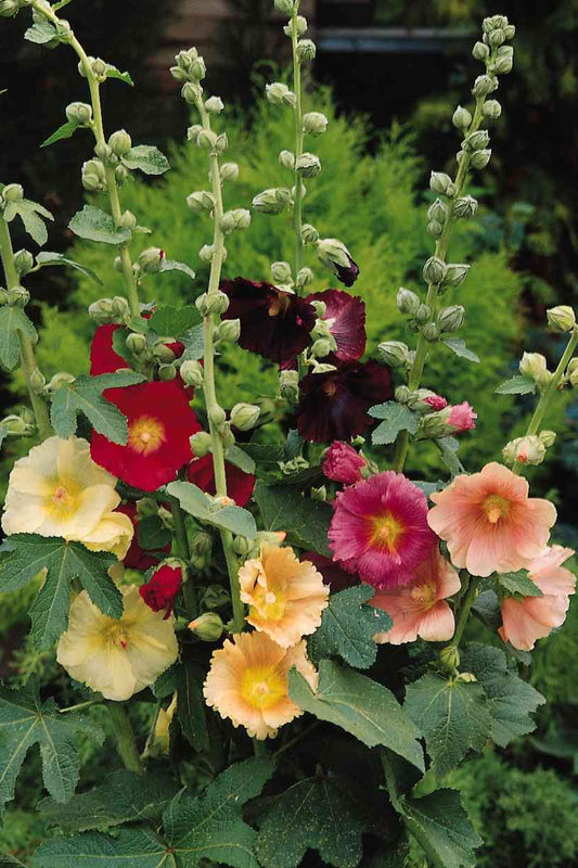 Stokrose 'Ficifolia Mix' - frø - 2-årige sommerblomster - til din skærehave her vist på billede 1 fra Frk. Grønt